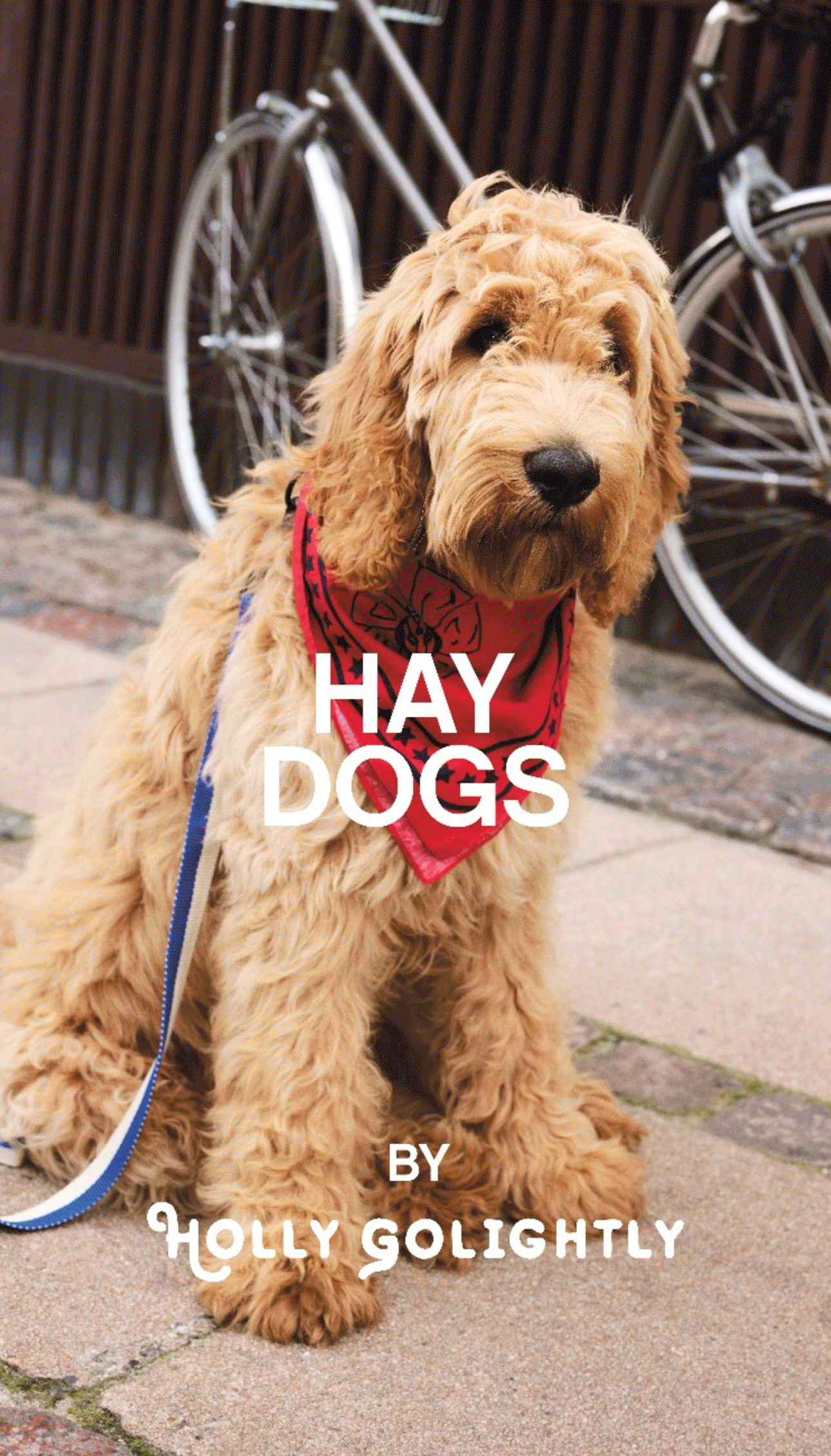 HAY – DOGS 